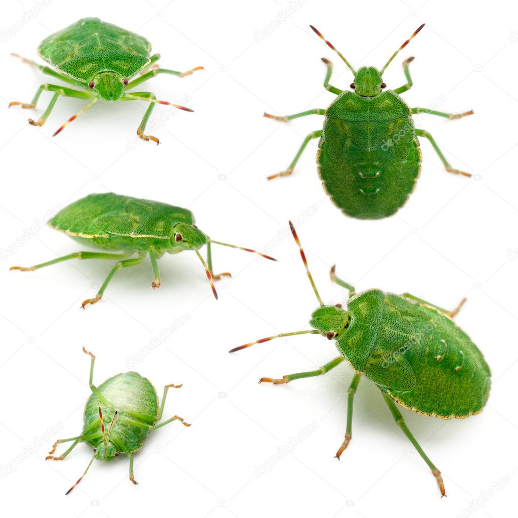 Green shield bugs, Palomena prasina, in front of white background