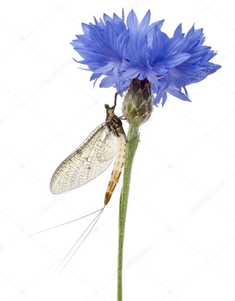 Mayfly, Ephemera danica, on flower in front of white background