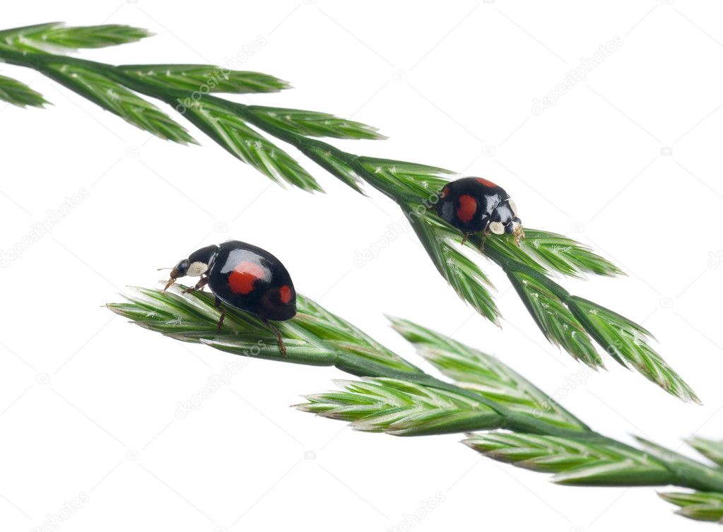 Asian lady beetles, or Japanese ladybug or the Harlequin ladybird, Harmonia axyridis, on plant in front of white background
