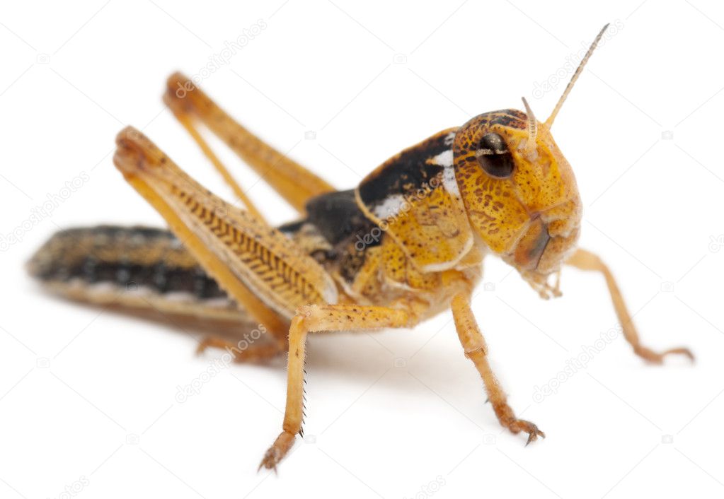 Asian Cricket in front of white background