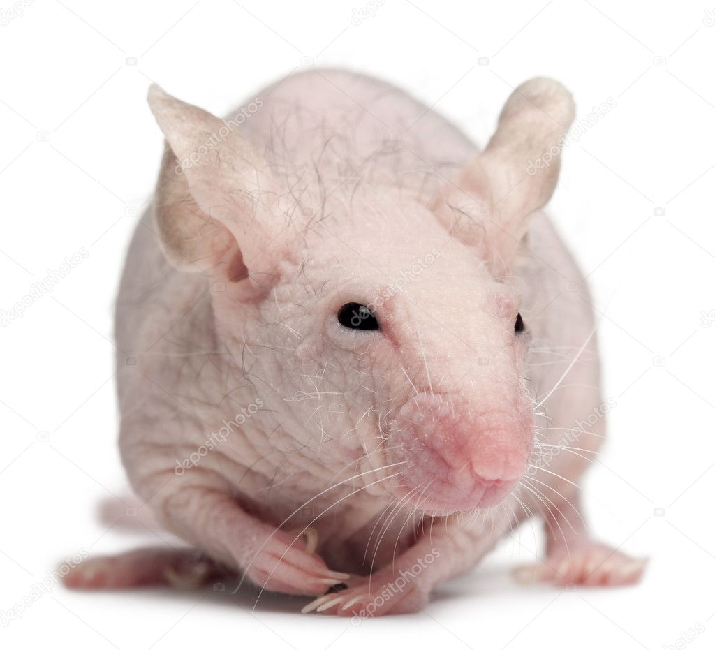 Hairless House mouse, Mus musculus, months old, in front of