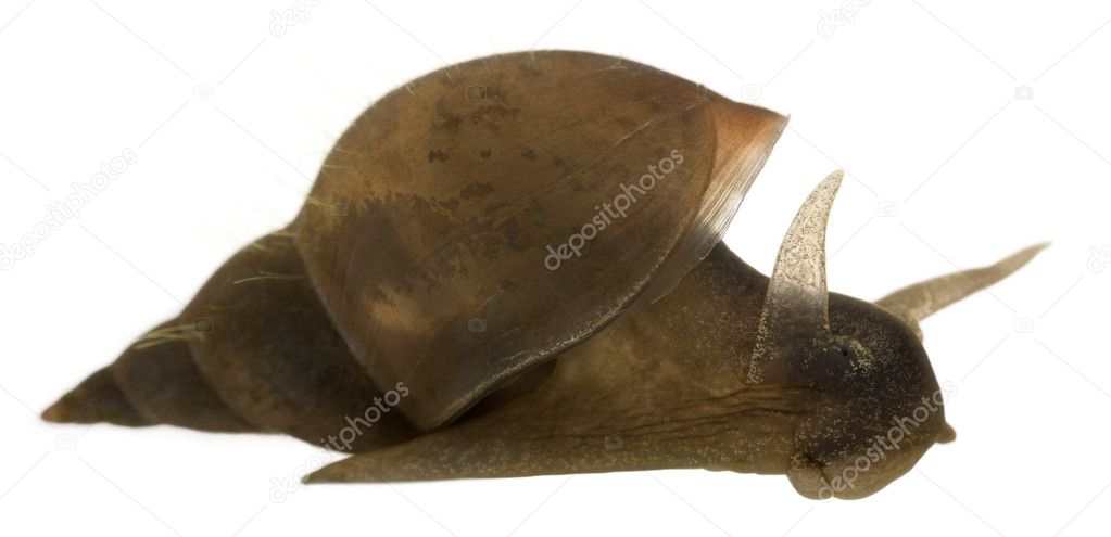 Great pond snail, Lymnaea stagnalis, a species of freshwater snail, in front of white background