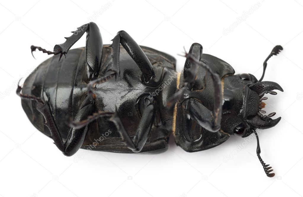 Female Lucanus cervus, the best-known species of stag beetle, on back in front of white background