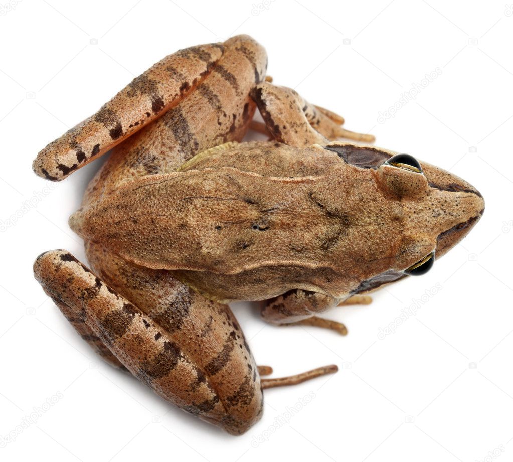 High angle view of a Moor Frog, Rana arvalis, in front of white background