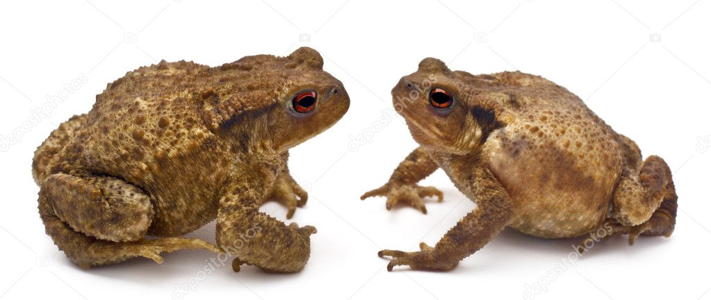 Two common toads or European toads, Bufo bufo, facing each other in front of white background