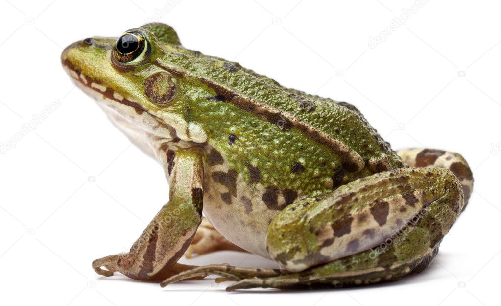 Common European frog or Edible Frog, Rana kl. Esculenta, in front of white background