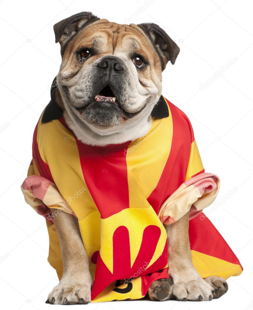 English Bulldog dressed in a football jersey in front of white background
