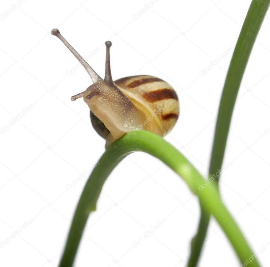 White Garden Snail, also know as the Sand Hill Snail, White Italian Snail, Mediterranean Coastal Snail or Mediterranean Snail, Theba pisana, on plant in front of white background
