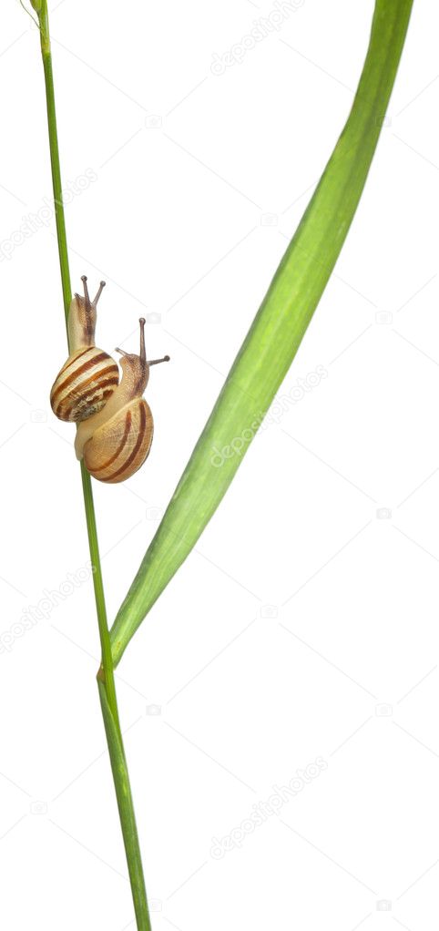 Two White Garden Snails Or Mediterranean Snail Theba Pisana In Front Of White Background Stock Photo C Lifeonwhite