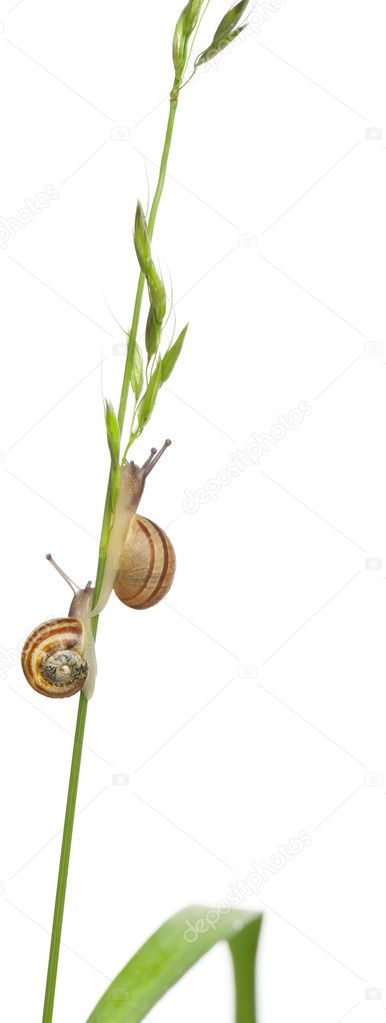Garden snails, Helix aspersa, climbing stem in front of white background