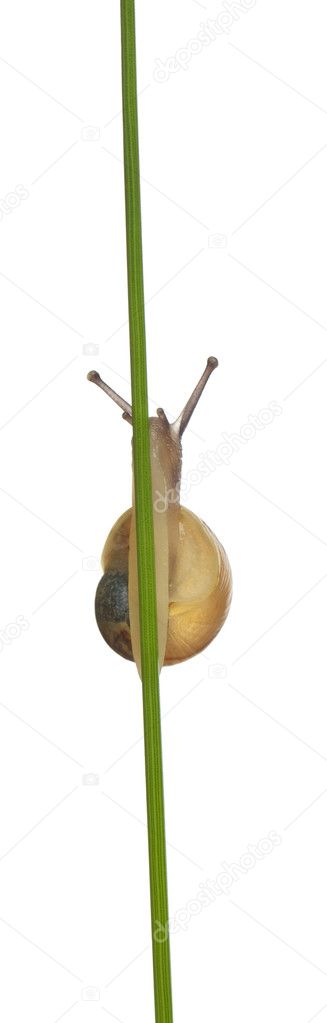 Grove snail or Brown-lipped snail, Cepaea nemoralis, without dark bandings in front of white background