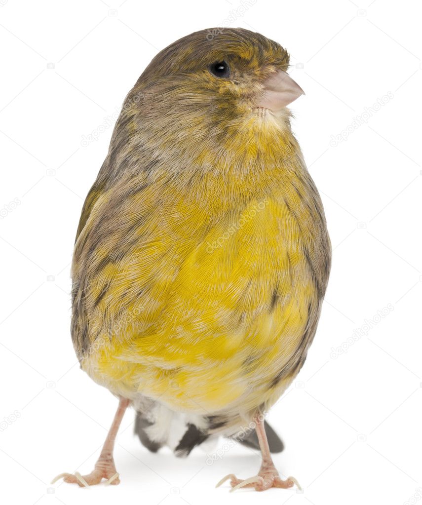 Atlantic Canary, Serinus canaria, 2 years old, in front of white background