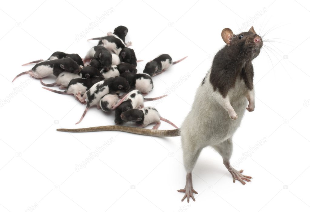Fancy Rat next to its babies and looking away in front of white background