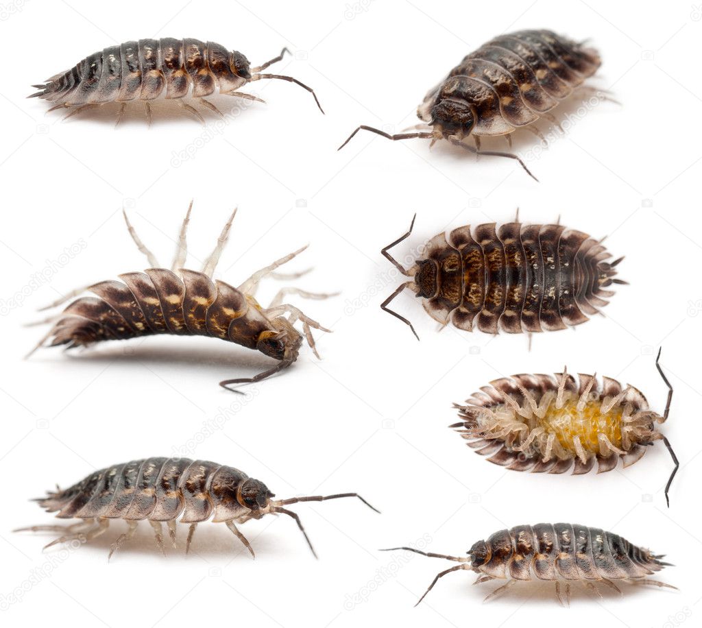 Collage of Common woodlouse, Oniscus asellus, in front of white background
