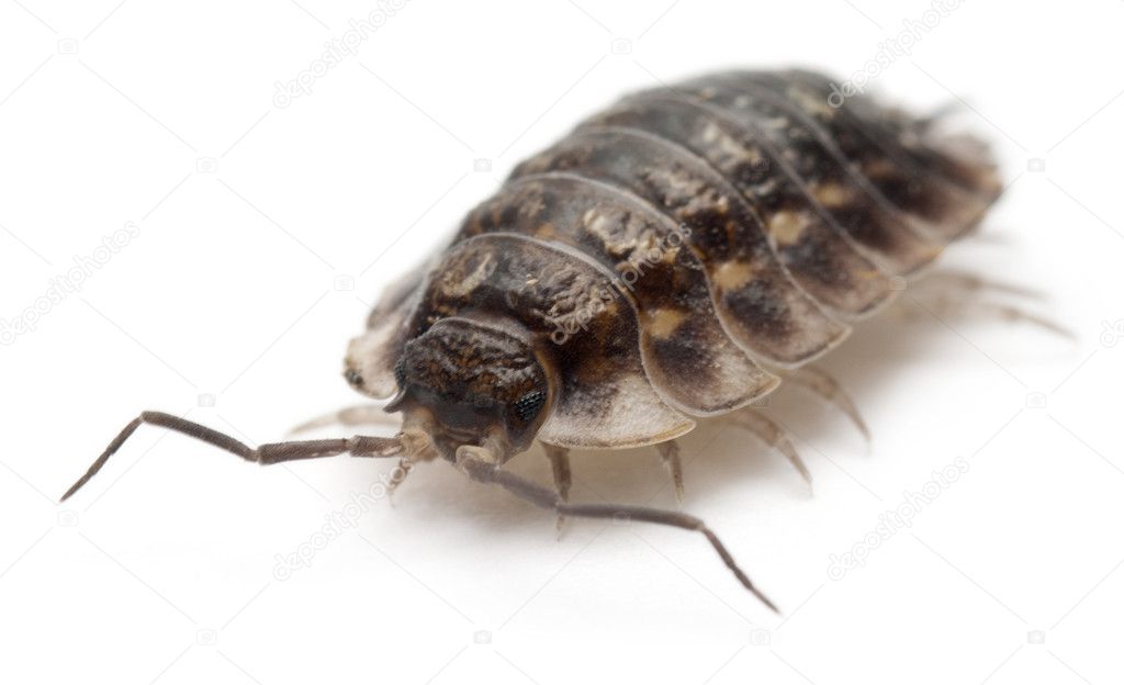 Common woodlouse, Oniscus asellus, in front of white background