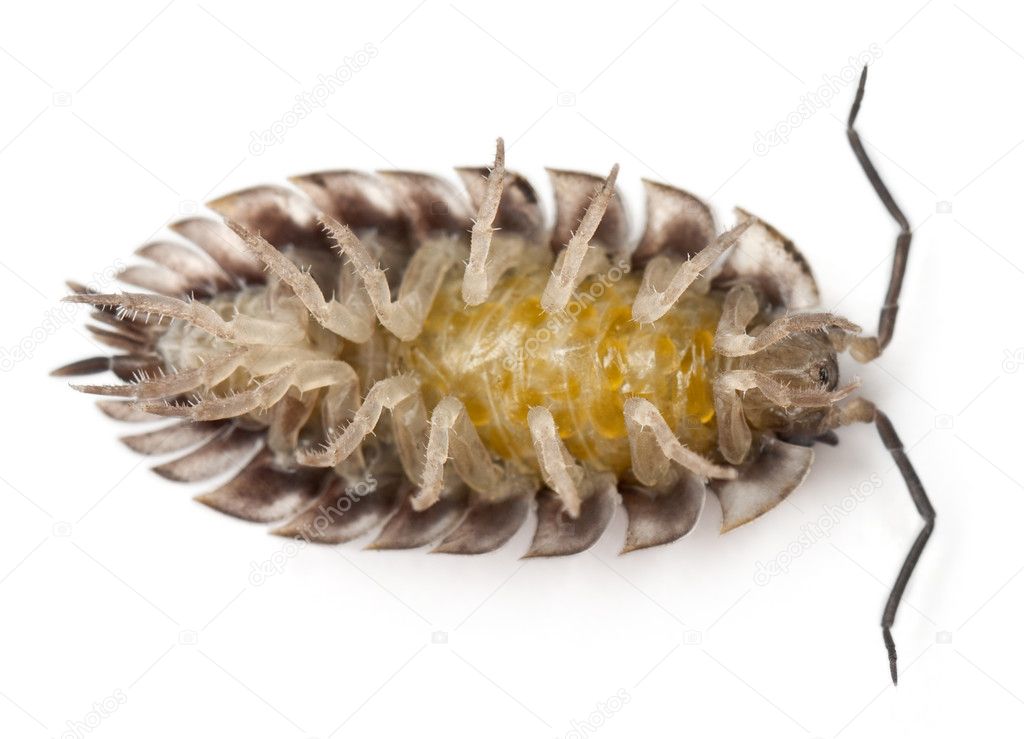 High angle view of upside down Common woodlouse, Oniscus asellus, in front of white background