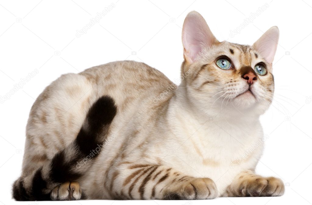 Bengal cat, 6 months old, lying in front of white background