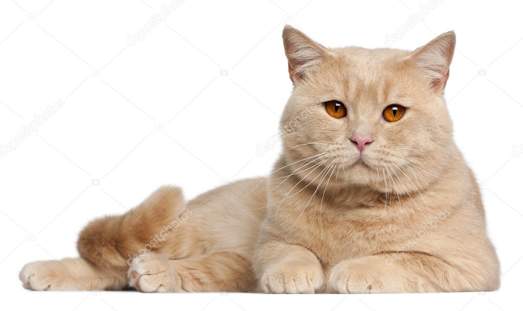 British Shorthair cats, 1 year old, lying in front of white background