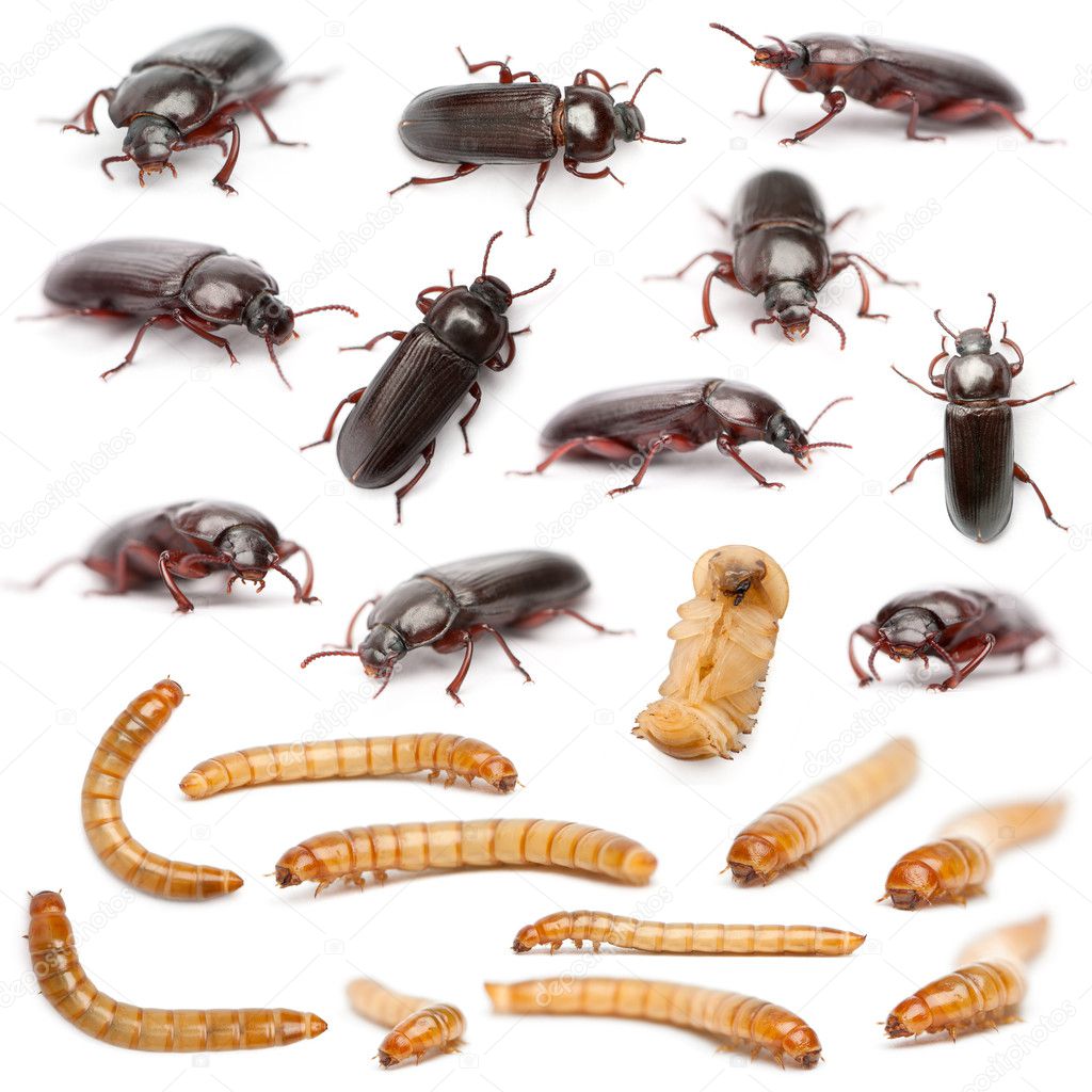 Lifecycle of a Mealworm composition, Tenebrio molitor, in front of white background