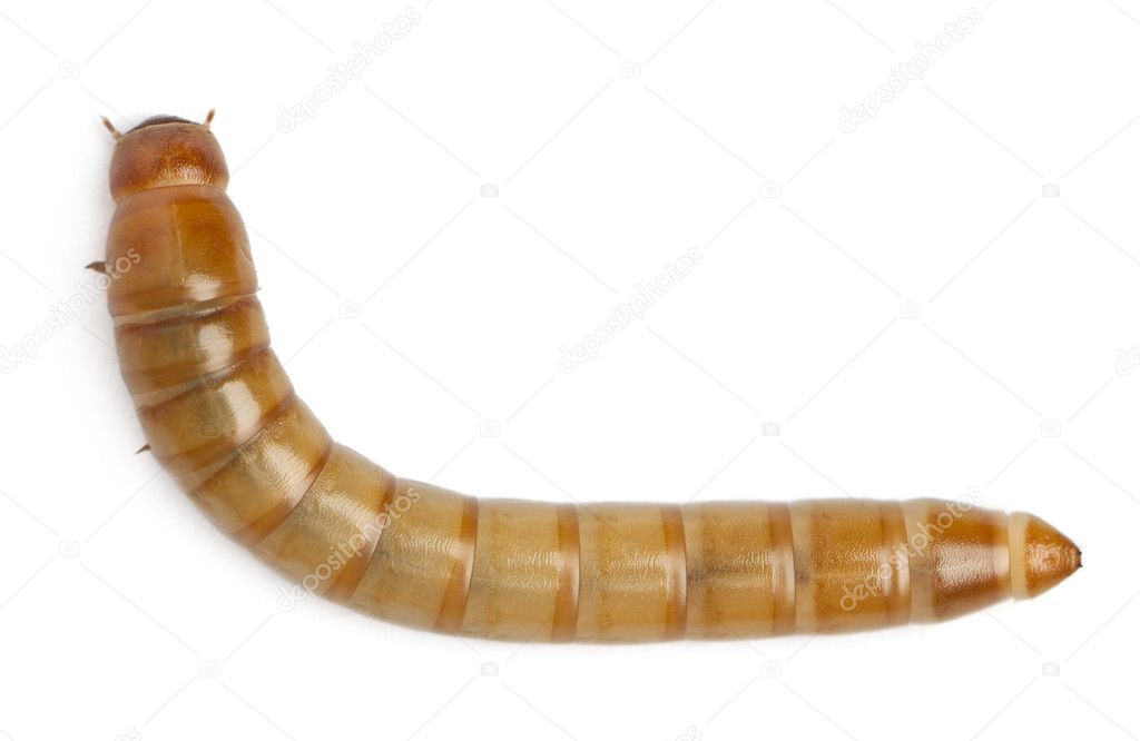 Larva of Mealworm, Tenebrio molitor, in front of white background