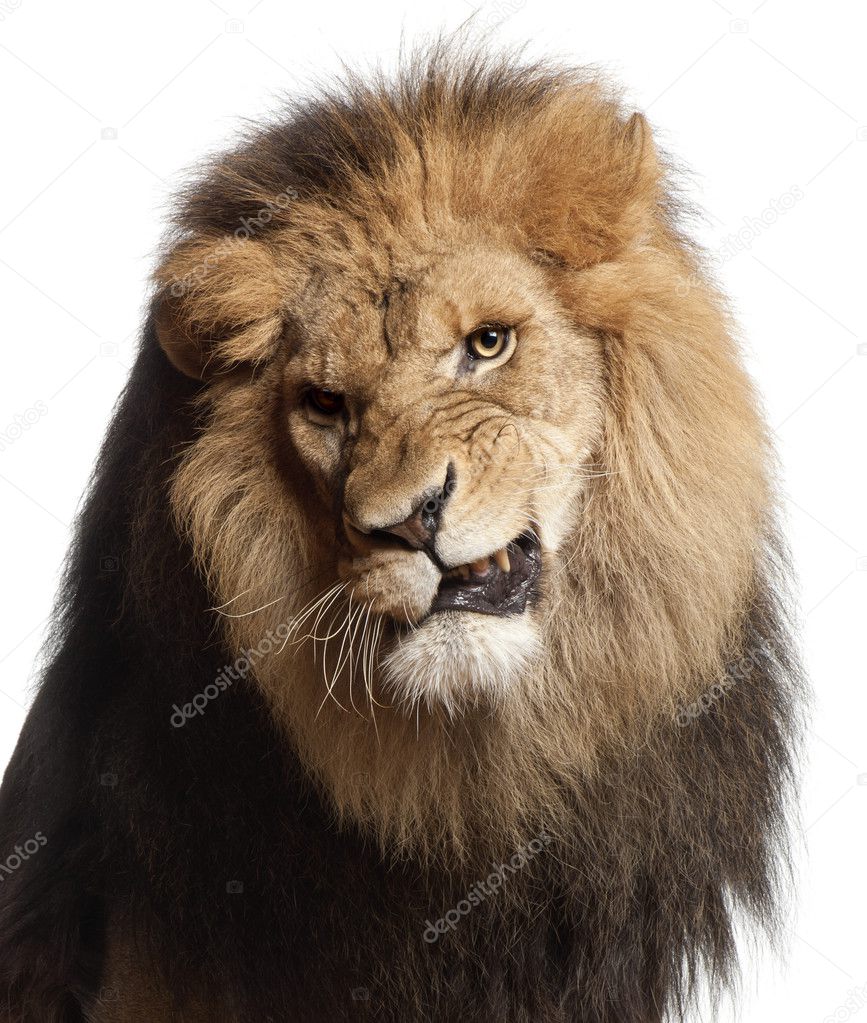 Close-up of lion snarling, Panthera leo, 8 years old, in front of white background