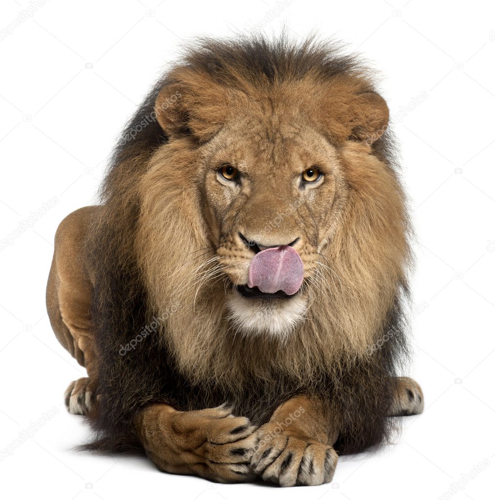 Lion licking lips, Panthera leo, 8 years old, in front of white background