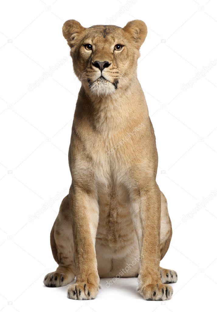 Lioness, Panthera leo, 3 years old, sitting in front of white background