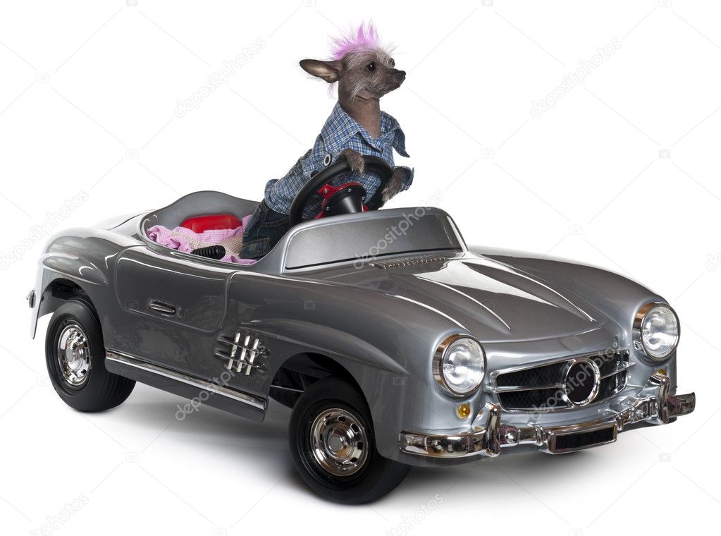 Chinese Crested dog driving convertible in front of white background