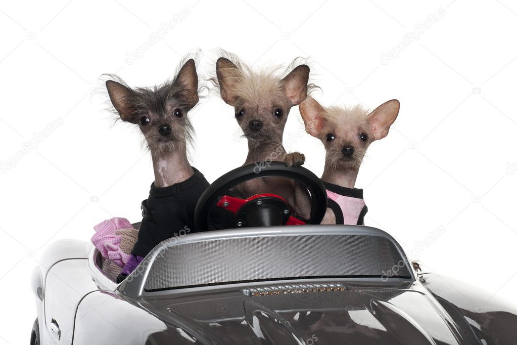 Chinese Crested dogs driving convertible in front of white background