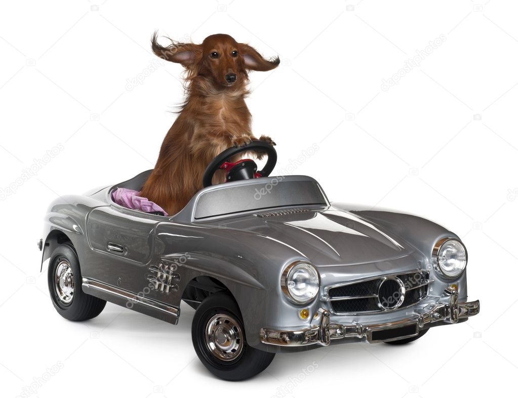 Dachshund, 3 years old, driving convertible in front of white background