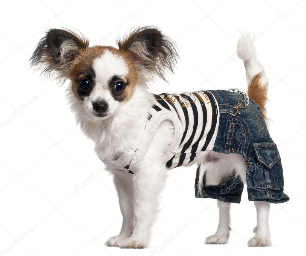 Chihuahua puppy wearing outfit, 6 months old, standing in front of white background