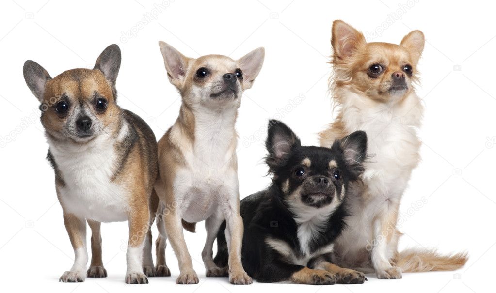 Four Chihuahuas, 6 months old, 3 years old, and 2 years old, in front of white background