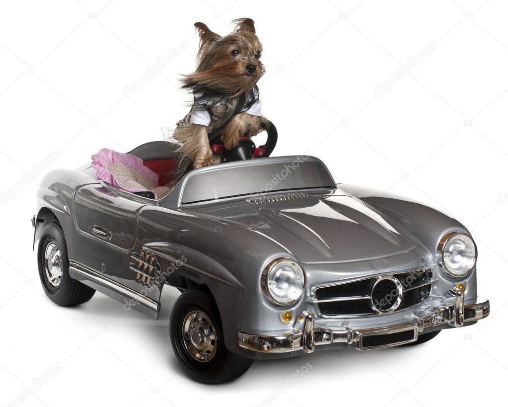 Yorkshire Terrier, 3 years old, driving convertible in front of white background