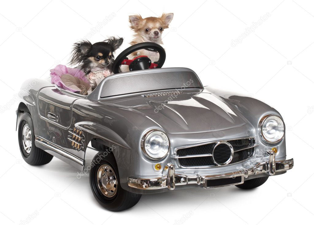 Chihuahuas, 1 and 3 years old, driving convertible in front of white background