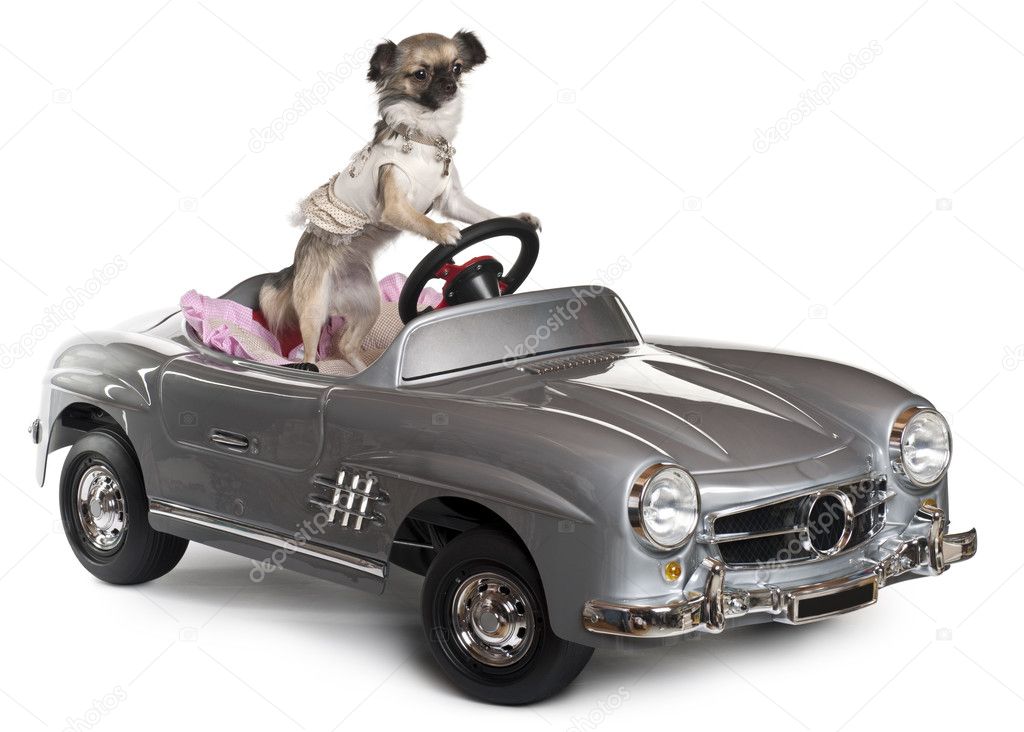 Chihuahua, 14 months old, driving convertible in front of white background