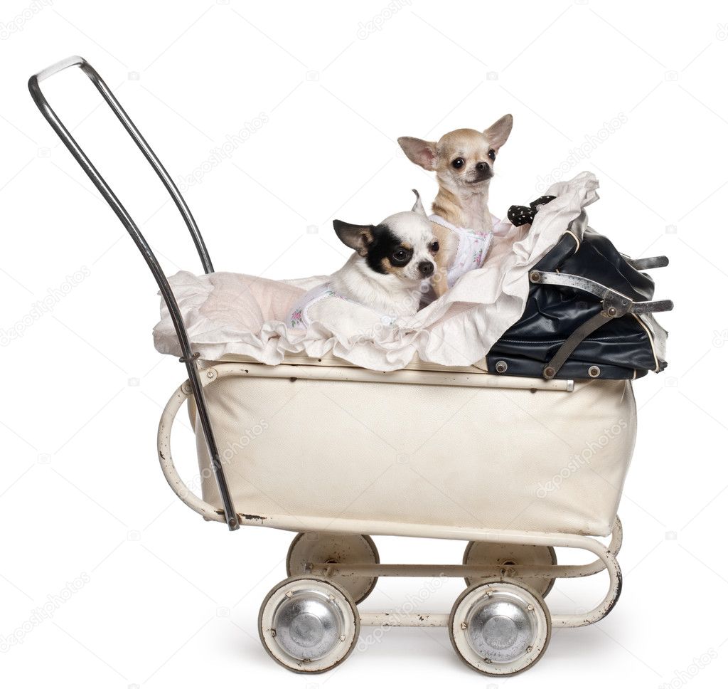 Chihuahuas, 1 year old, in baby stroller in front of white background
