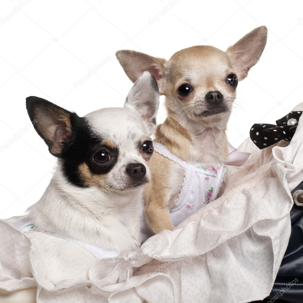 Close-up of Chihuahuas, 1 year old, in baby stroller in front of white background