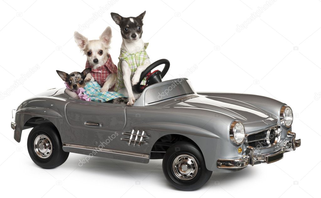 Three Chihuahuas sitting in convertible in front of white background