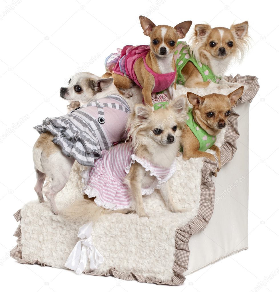 Five Chihuahuas sitting on steps in front of white background