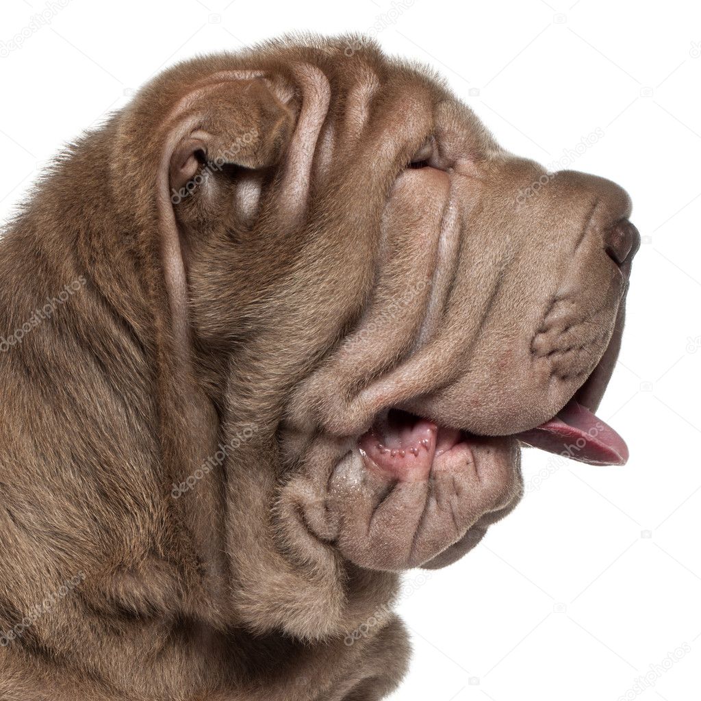 Close-up of Shar Pei puppy, 3 months old, in front of white background