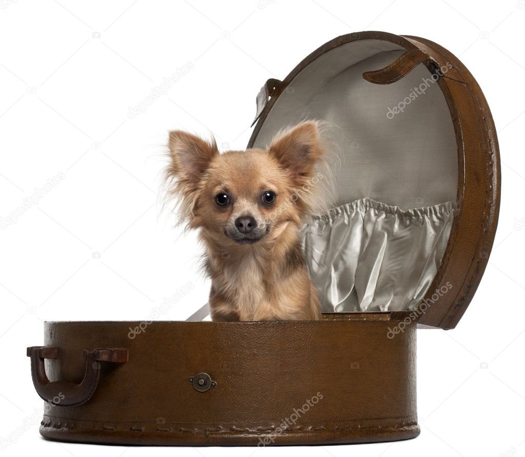 Chihuahua, 10 months old, sitting in round luggage in front of white background