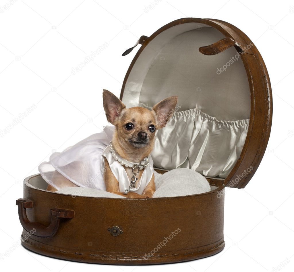 Chihuahua in wedding dress, 3 years old, sitting in round luggage in front of white background