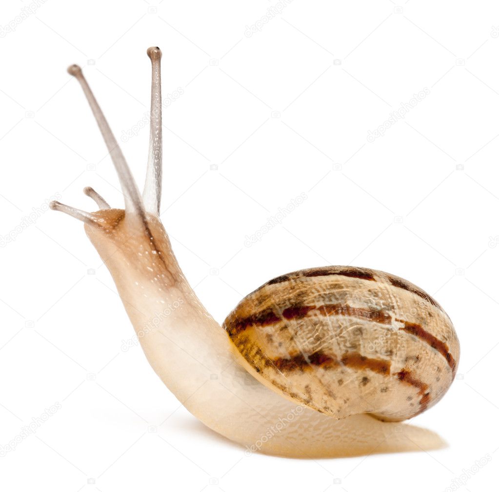 Garden Snail, Helix aspersa, in front of white background
