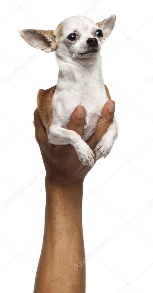 Hand holding Chihuahua puppy, 6 months old, in front of white background