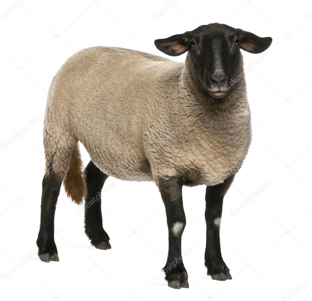 Female Suffolk sheep, Ovis aries, 2 years old, standing in front of white background
