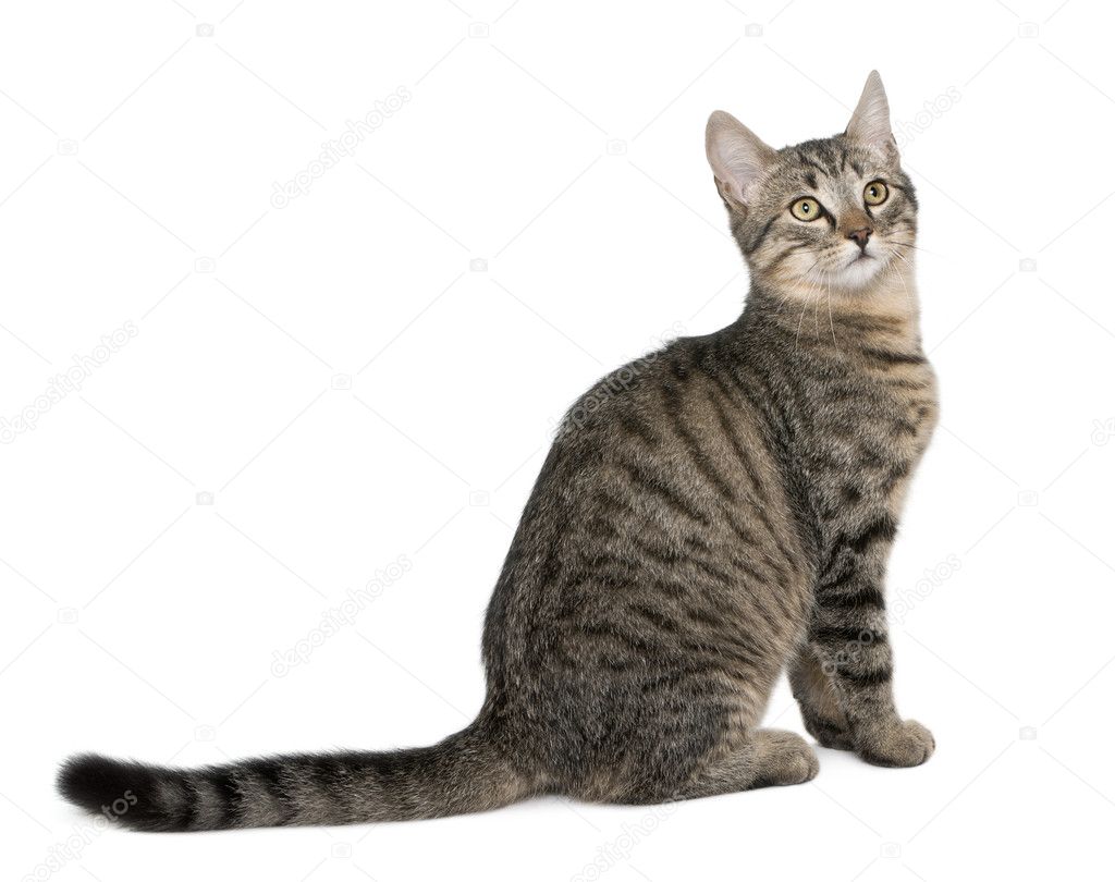Mixed-breed cat, Felis catus, 6 months old, sitting in front of white background