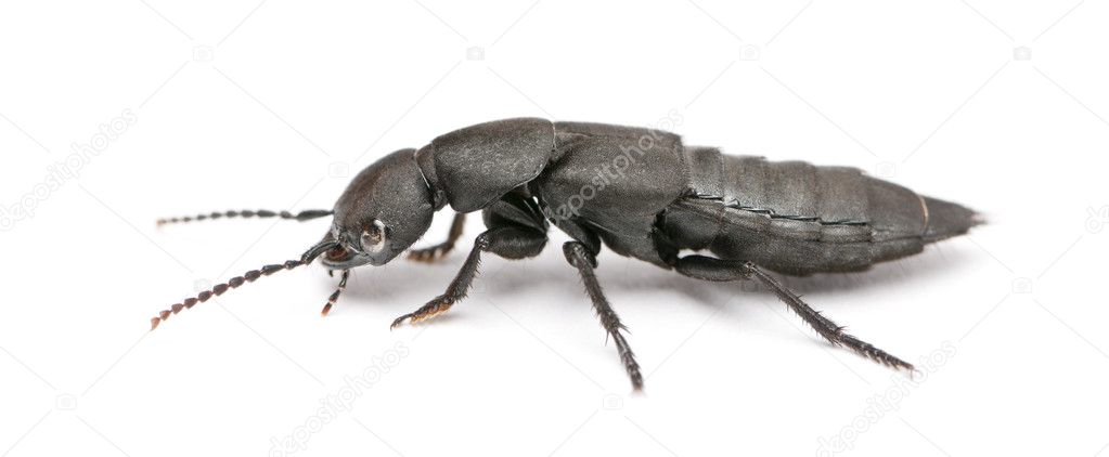 Devil's coach-horse beetle, Ocypus olens, in front of white background