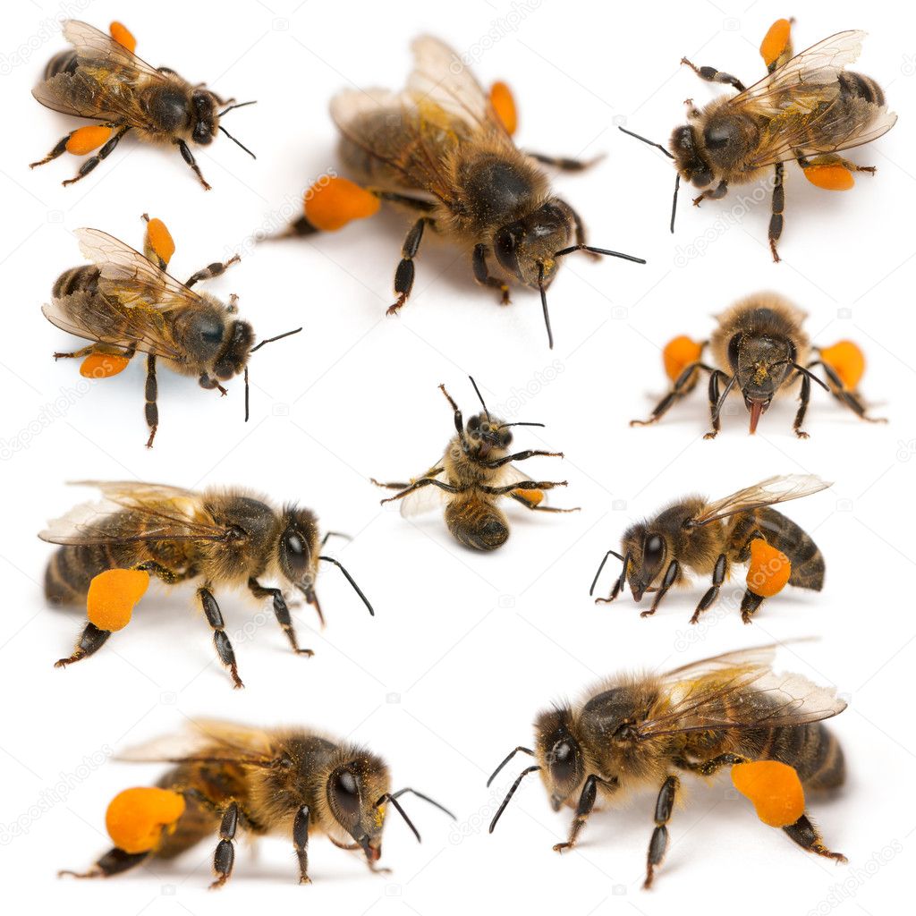 Composition of Western honey bees or European honey bees, Apis mellifera, carrying pollen, in front of white background