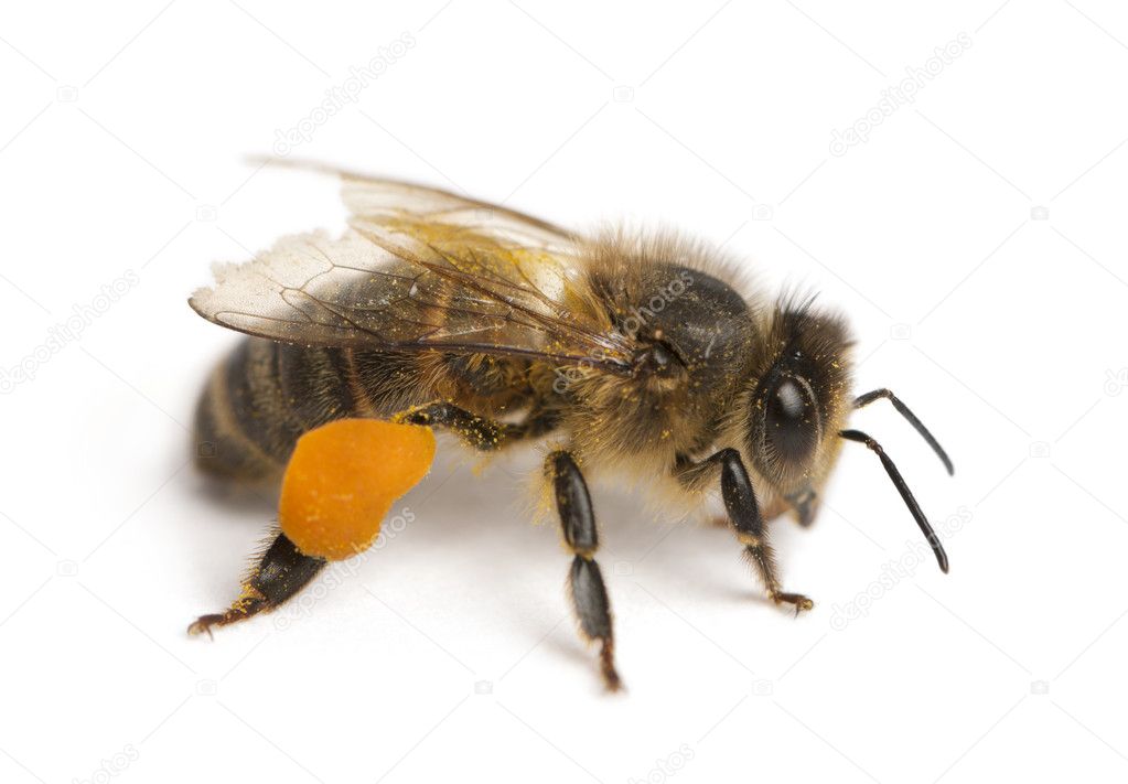 Western honey bee or European honey bee, Apis mellifera, carrying pollen, in front of white background
