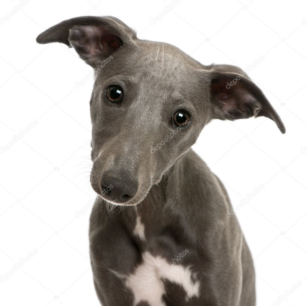 Close-up of Whippet puppy, 6 months old, in front of white background
